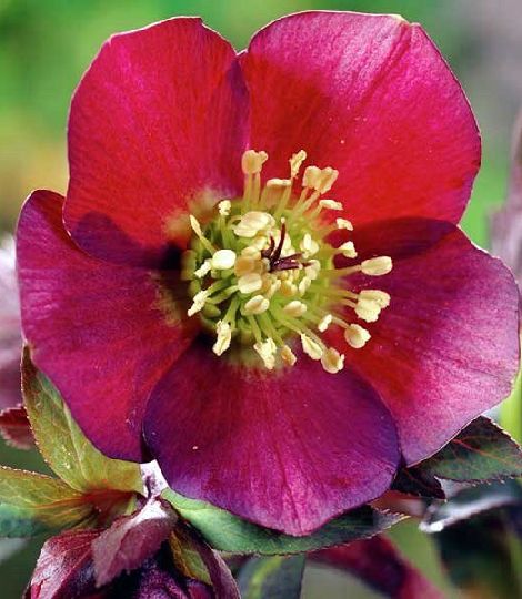 Helleborus orientalis 'Red Lady'